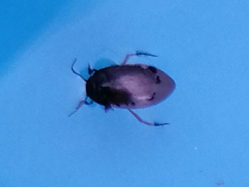 Réf. 306 244 : Hydroporus sp.
