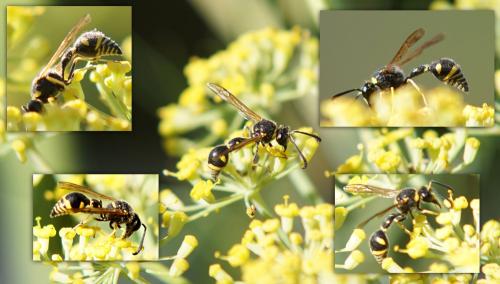 Eumenes sp.