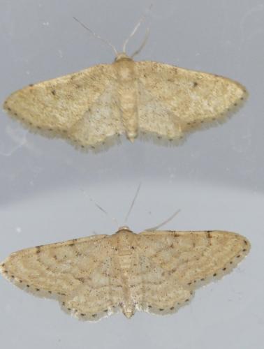 Réf. 306 117 : Idaea belemiata
