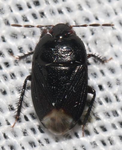 Réf. 306 726 : Geotomus elongatus