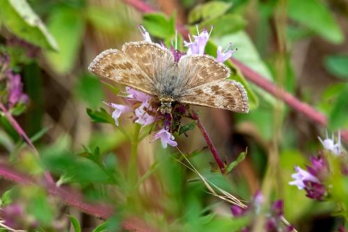 Réf. 306 723 : Erynnis tages