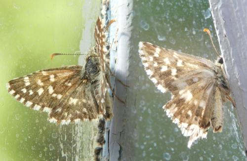 Pyrgus malvoides