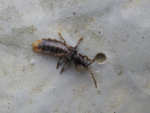 Réf. 306 016 : Phosphaenus hemipterus