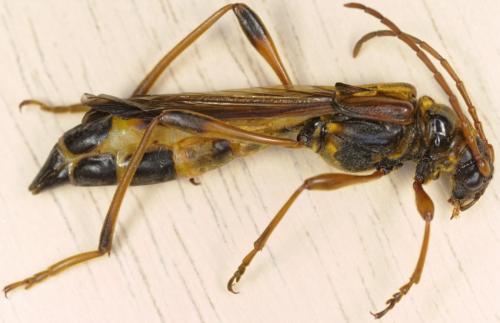 Necydalis ulmi