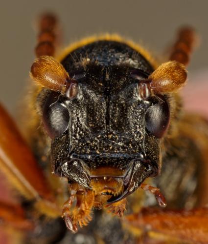 Necydalis ulmi