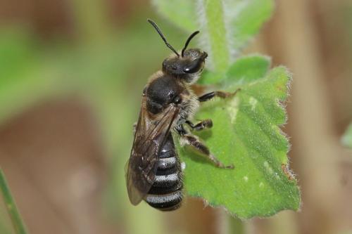 Réf. 306 089 : Lasioglossum sp.