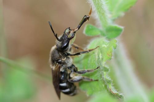 Réf. 306 090 : Lasioglossum sp.