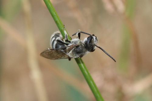 Réf. 306 091 : Lasioglossum sp.