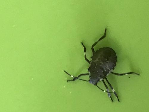 Halyomorpha halys