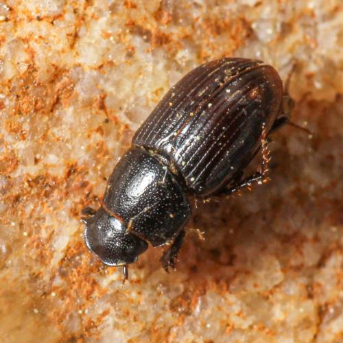 Euorodalus paracoenosus