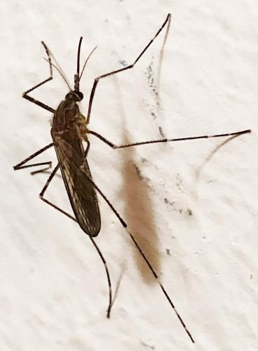 Réf. 306 558 : Culiseta longiareolata