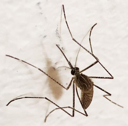 Réf. 306 559 : Culiseta longiareolata