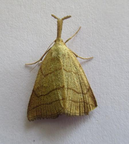 Polypogon tentacularia