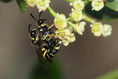 Eumenes sp.