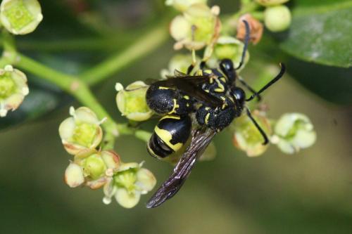 Eumenes sp.
