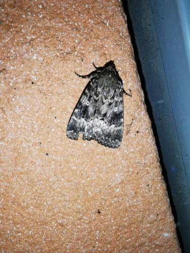 Amphipyra berbera