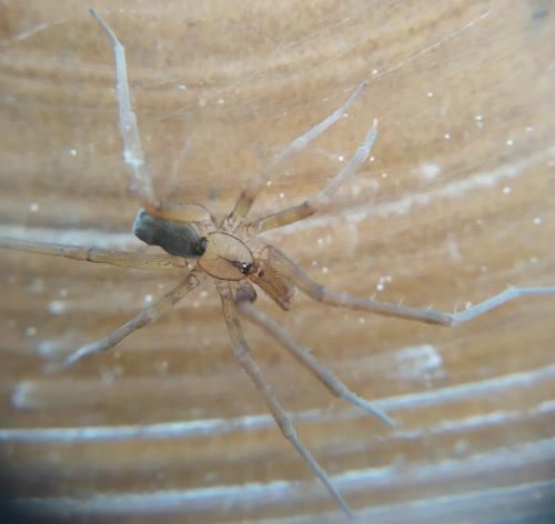 Filistata insidiatrix