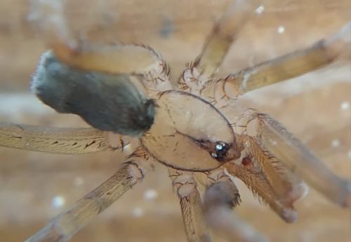 Filistata insidiatrix