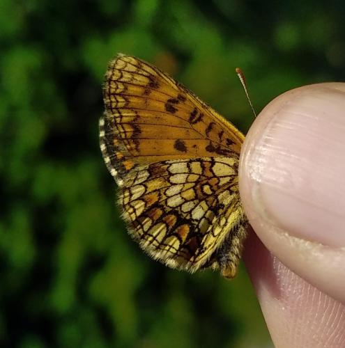 Melitaea sp.
