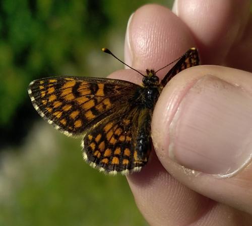 Melitaea sp.
