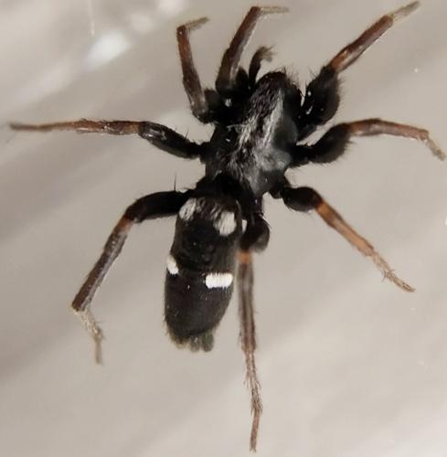 Aphantaulax trifasciata