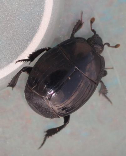 Margarinotus brunneus
