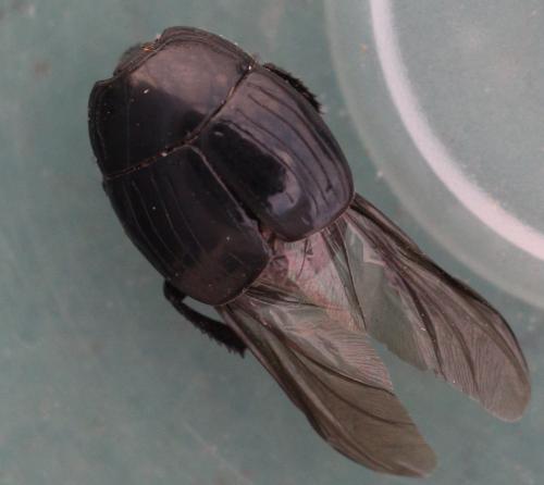 Margarinotus brunneus