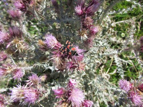 Zygaena carniolica