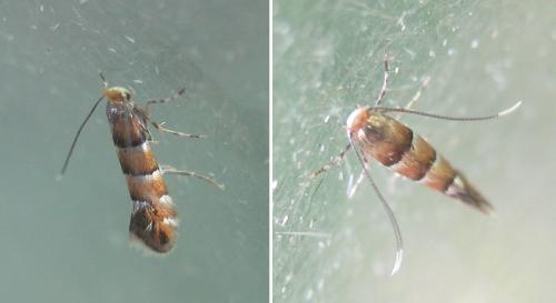 Réf. 306 246 : Phyllonorycter klemannella