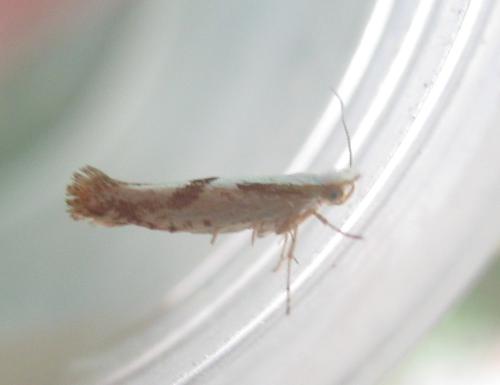Réf. 306 593 : Argyresthia bonnetella