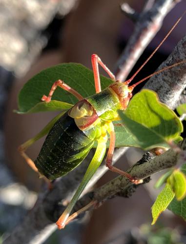 Barbitistes fischeri