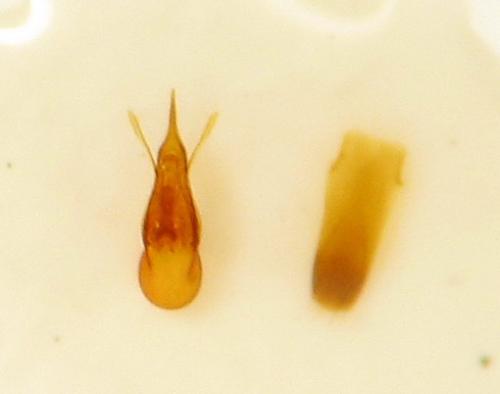 Euaesthetus ruficapillus