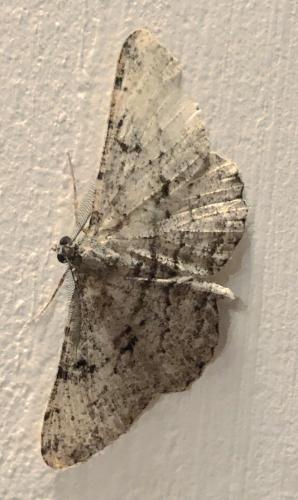 Réf. 306 967 : Peribatodes rhomboidaria