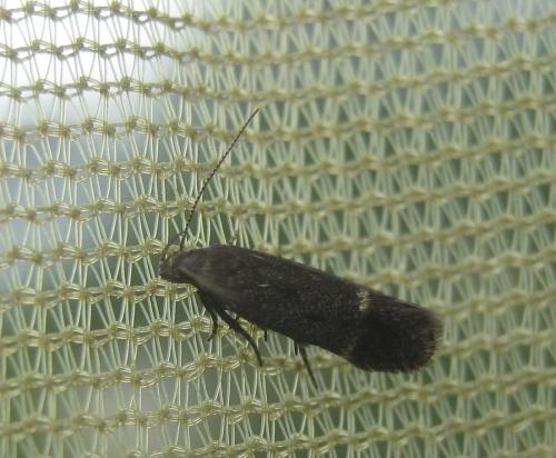Aproaerema sp.