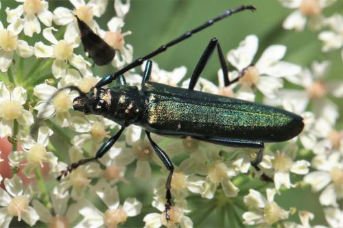 Réf. 306 147 : Aromia moschata