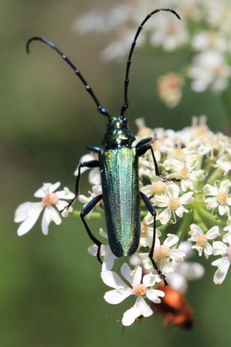 Réf. 306 148 : Aromia moschata