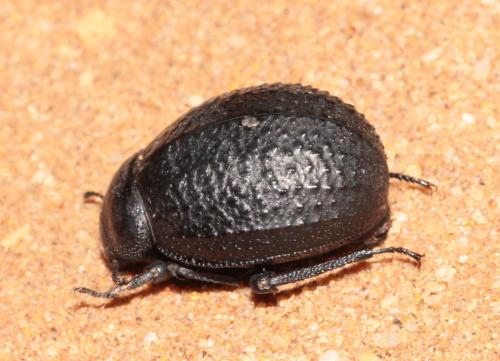 Pimelia rotundipennis mogadora