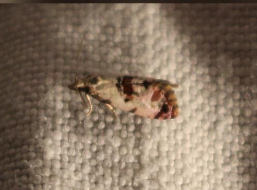 Réf. 306 175 : Cochylis hybridella