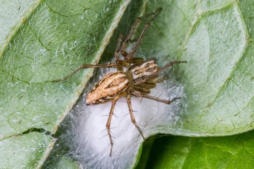 Réf. 306 045 : Oxyopes lineatus