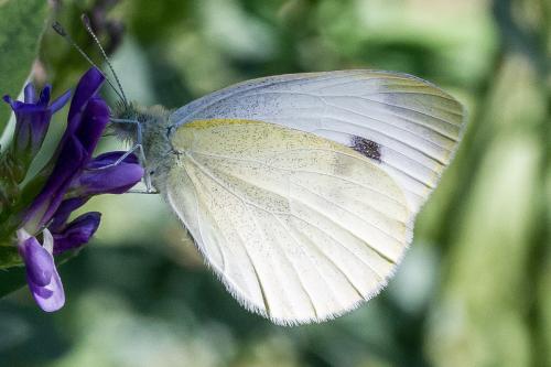 Réf. 306 146 : Pieris mannii