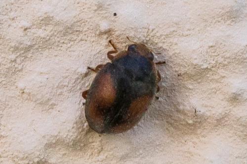 Réf. 306 262 : Scymnus sp.