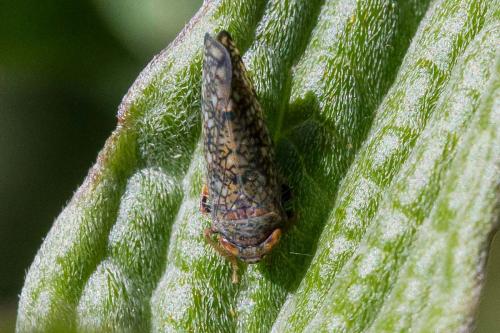 Réf. 306 192 : Orientus ishidae