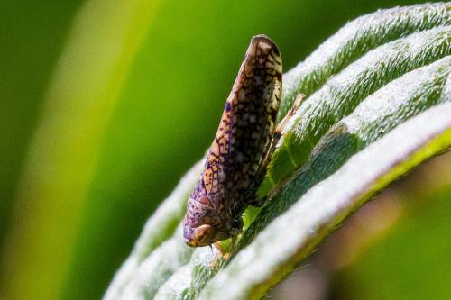 Réf. 306 193 : Orientus ishidae
