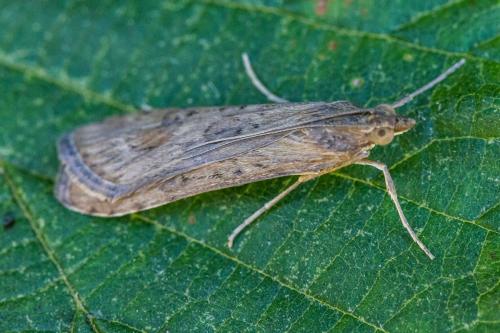 Nomophila noctuella