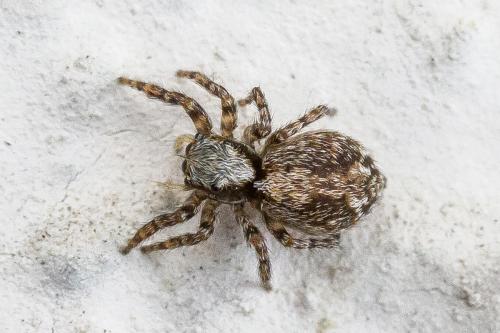 Pseudeuophrys lanigera