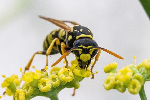 Polistes sp.