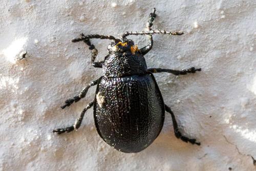 Réf. 306 586 : Galeruca tanaceti