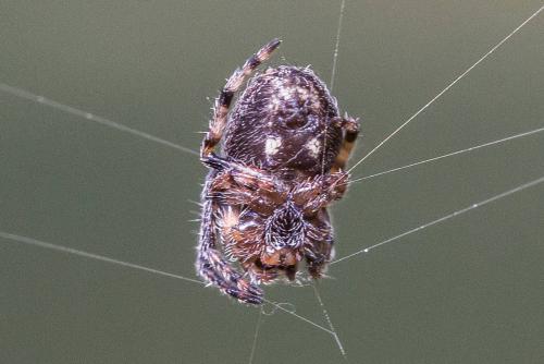 Réf. 306 964 : Nuctenea umbratica
