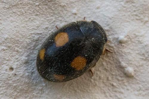 Réf. 306 957 : Platynaspis luteorubra