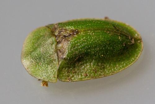 Réf. 306 458 : Cassida rubiginosa